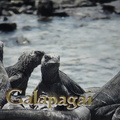 Galapagų gyventojai – jūrinės iguanos